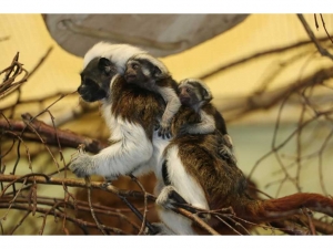 Lisztaffennachwuchs im Tierpark