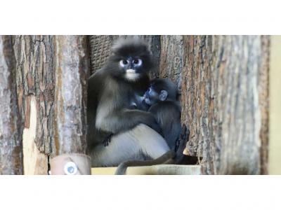  Brillenlanguren sind in deutschen Zoos nur in Erfurt zur sehen