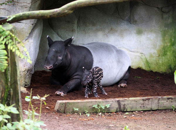 ZOO Leipzig - Nachwuchs im tropischen Regenwald von Leipzig - Schabrackentapir Laila brachte Jungtier zur Welt