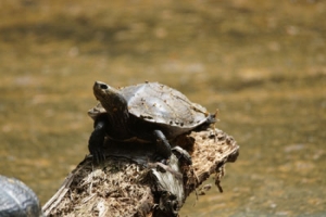 Die Schildkröten im Rümpfwald